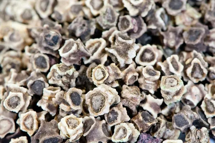 Vibrant Swiss Chard Seeds